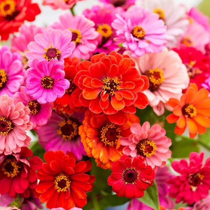 DAHLIA FLOWERED ZINNIA SEED MIX (Zinnia elegans) – 110 Seeds , USA SELLER