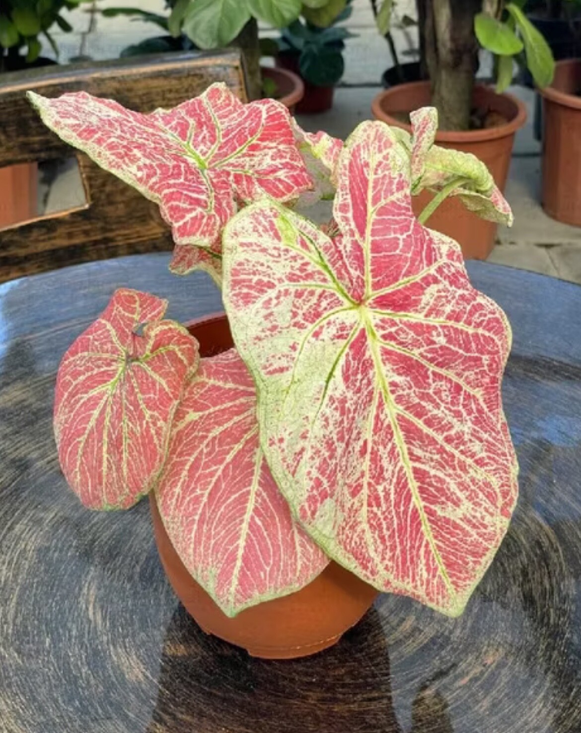 AUTHENTIC Caladium Majestic 1 bulbs