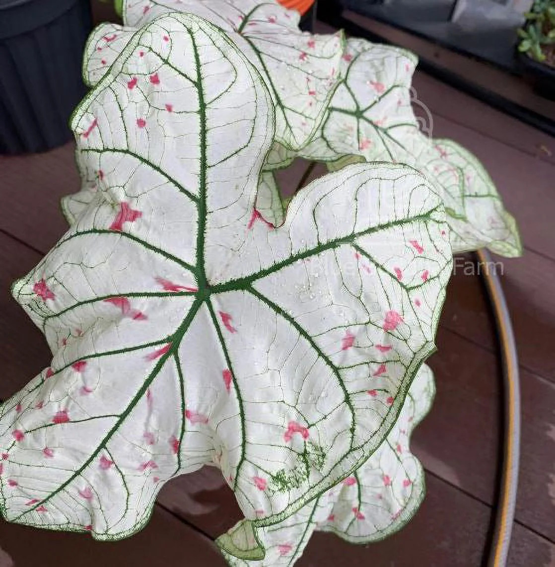 Cranberry Star Caladium (2 Bulbs)