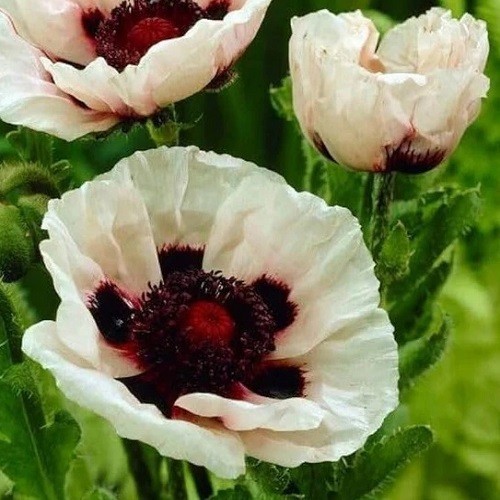10,000+ Mixed Oriental Poppy Seeds – Perennial Organic Flower Mix – Giant Blooms