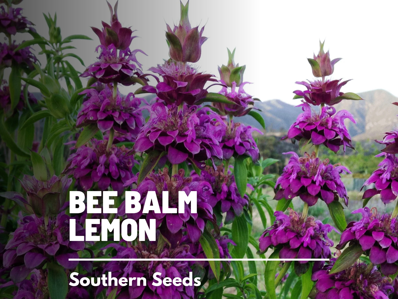 Bee Balm, Lemon Bergamot – 100 Seeds, Heirloom Herb (Monarda citriodora)