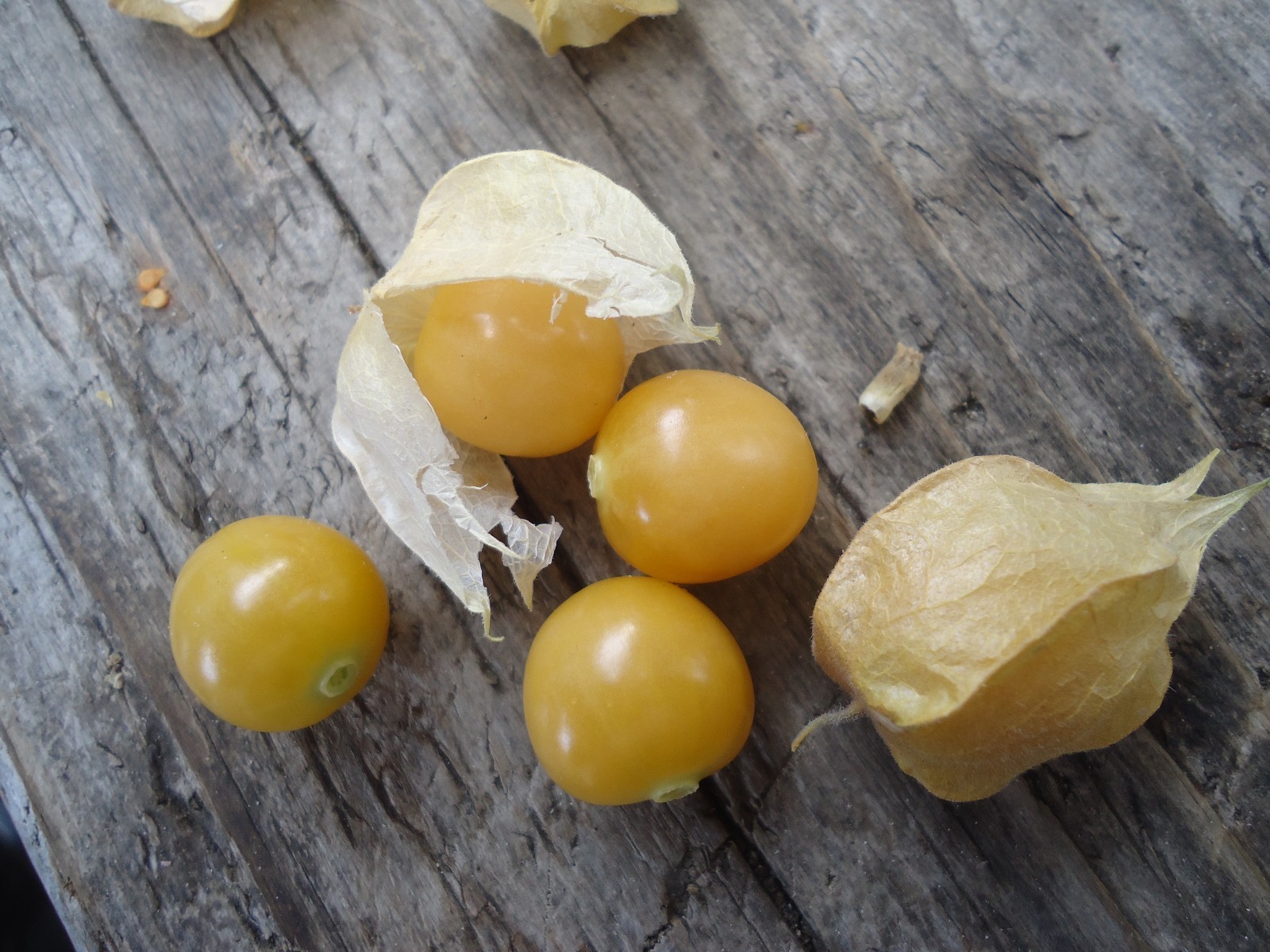 “Ground Cherry” or Strawberry Husk Tomato *HEIRLOOM* SEEDS OF LIFE