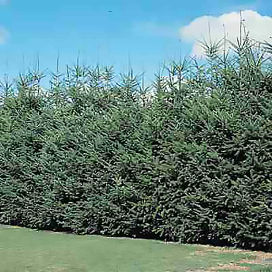 Blue Douglas Fir, Pseudotsuga menziesii glauca, Tree Seeds