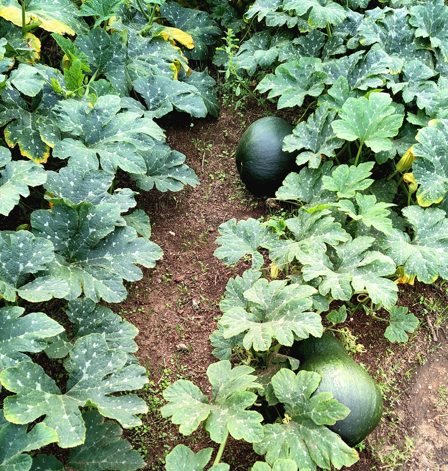 Organic Mexican Black Short Neck Squash 20 Seeds- Calabaza Mexicana, 20 Semillas