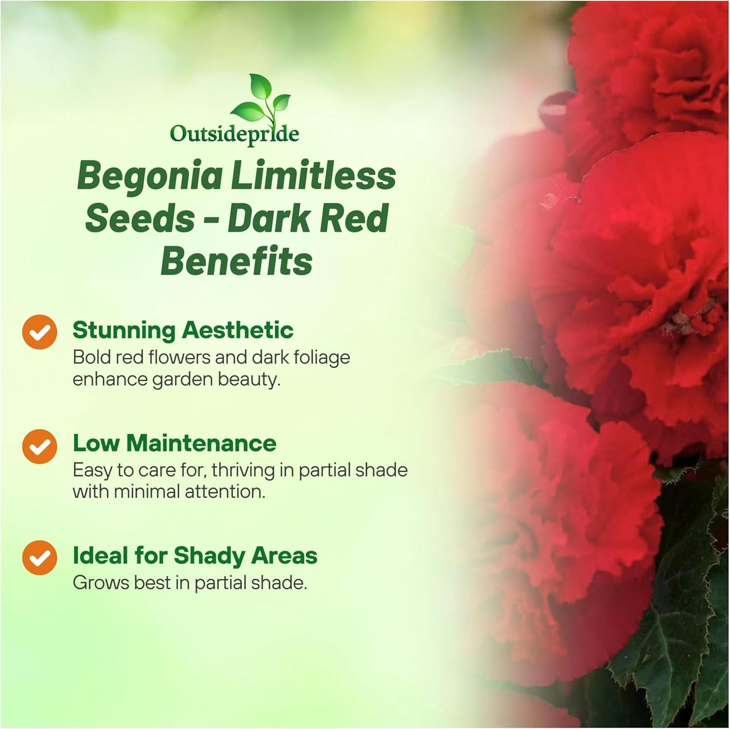 50 Seeds Begonia Limitless Dark Red Flower Seeds For Planting
