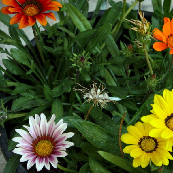 75+ Gazania Seeds -Ruby Sunset- Fragrant – Fresh Flower Seeds Non GMO