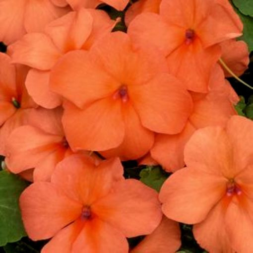 Orange Impatiens Seeds, Impatiens Seeds, Non-Gmo Heirloom Annual Flower, 50ct