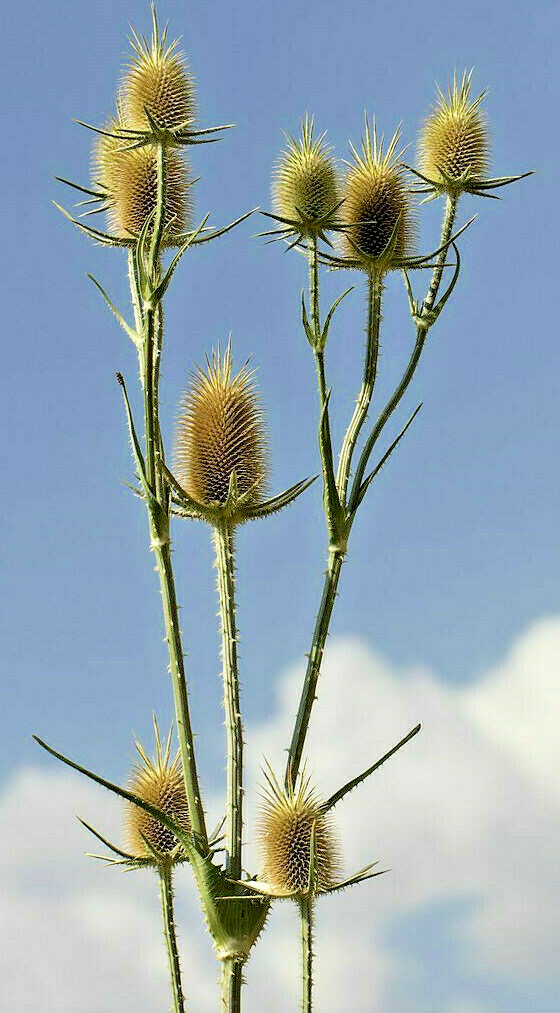 PURPLE TEASEL 100 SEEDS, DIPSACUS FULLONUM, USA SELLER