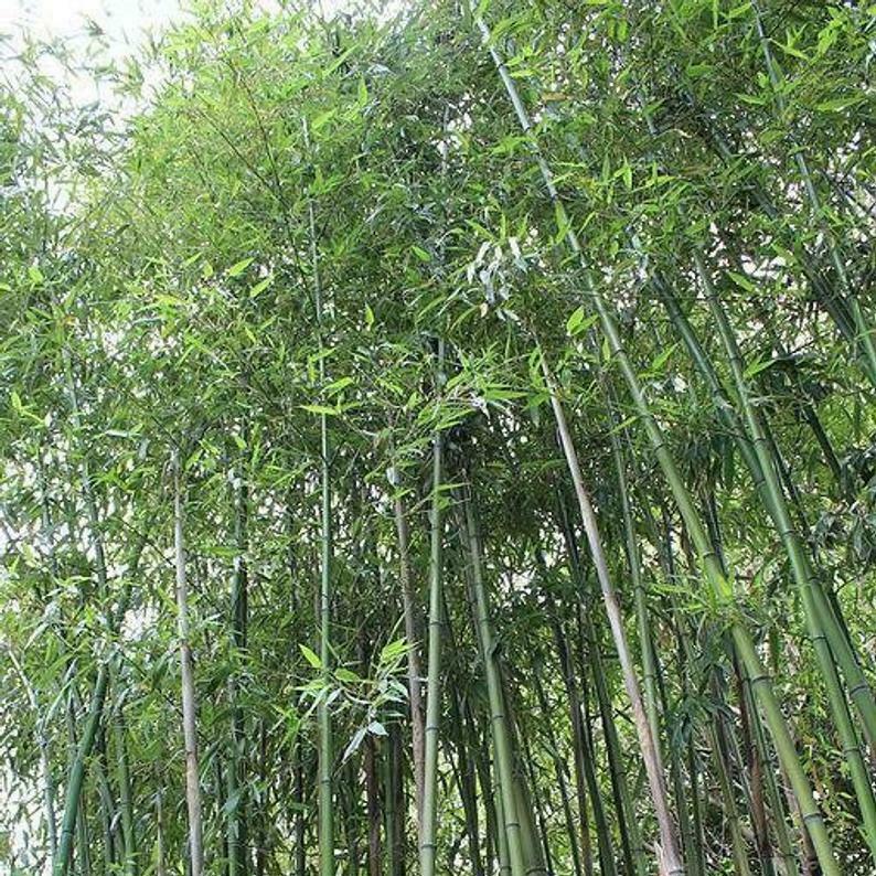 50 Giant Japanese Timber Bamboo Seeds Privacy Climbing Garden Seed USA