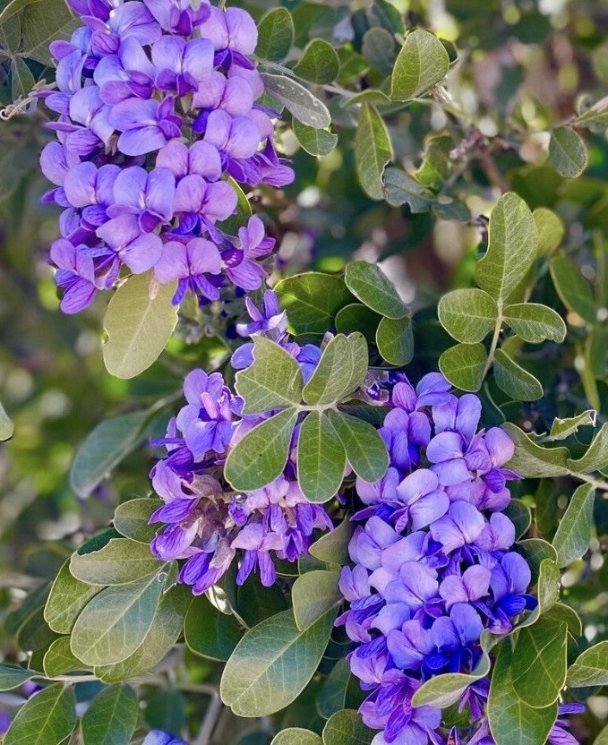 (10) Texas Mountain Laurel Mescal Tree Purple Flower Seeds (In Texas)