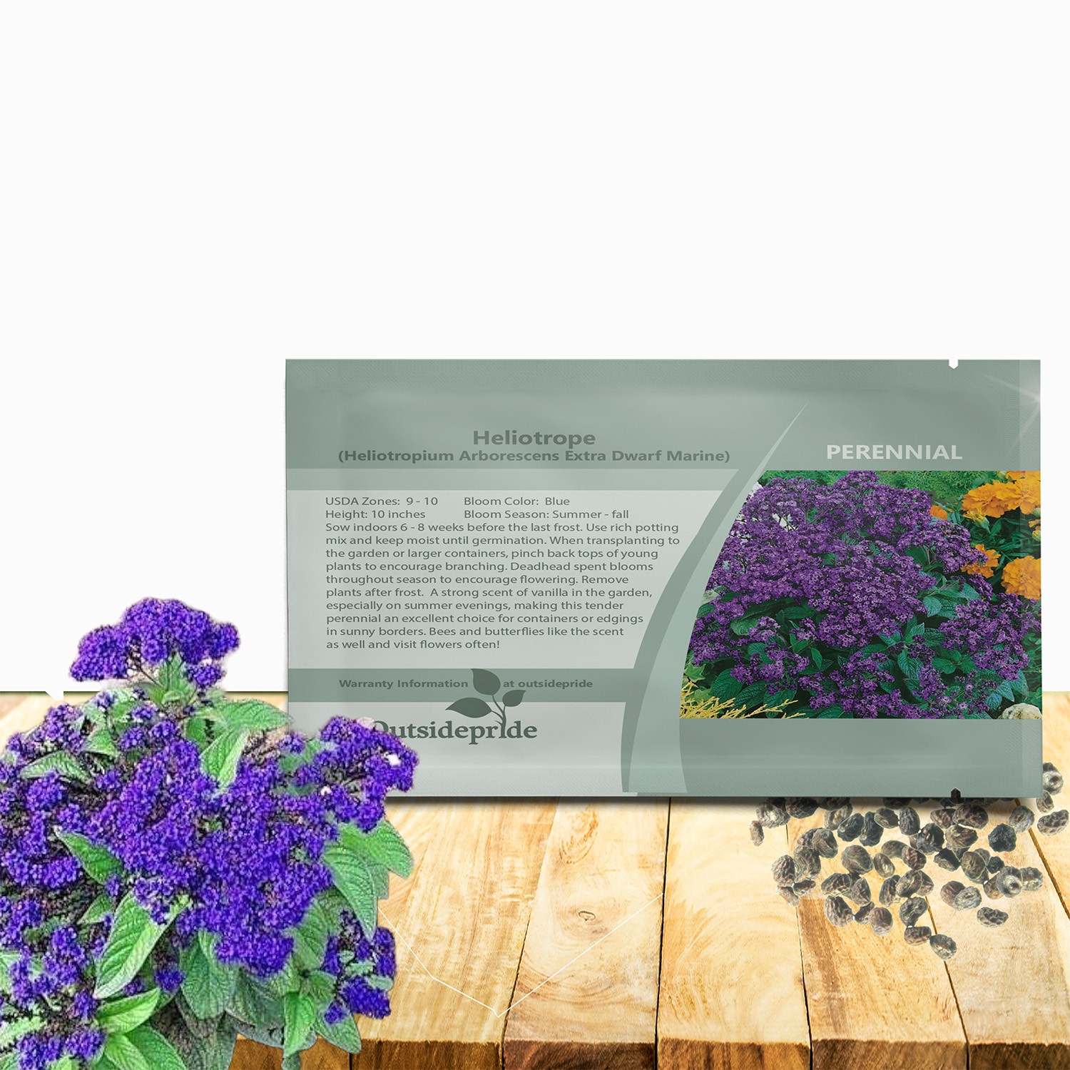 2000 Seeds Heliotrope Seeds – Heliotropium Arborescens Marine Flower Seed