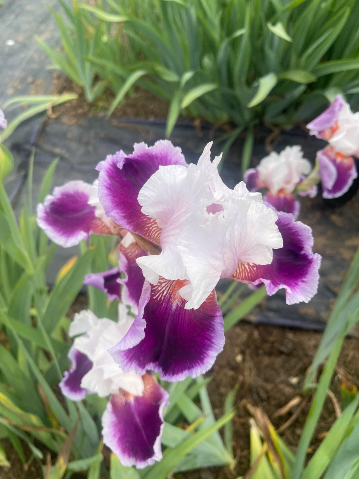 10 Fresh Dug Iris Rhizomes – Mixed Colors & Varieties