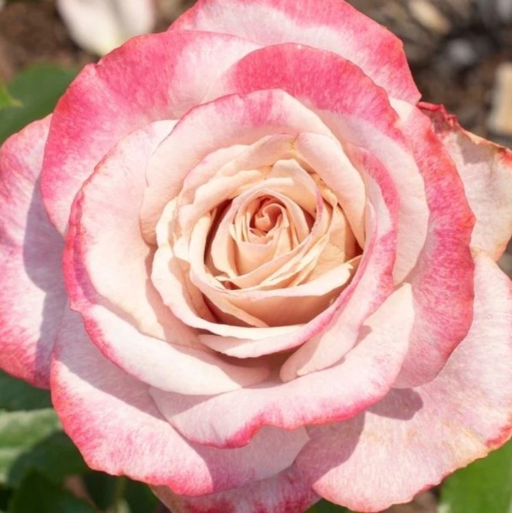 White Pink Hybrid Tea Rose Seeds – Pack 30 Seeds – Rose Flower Gardening