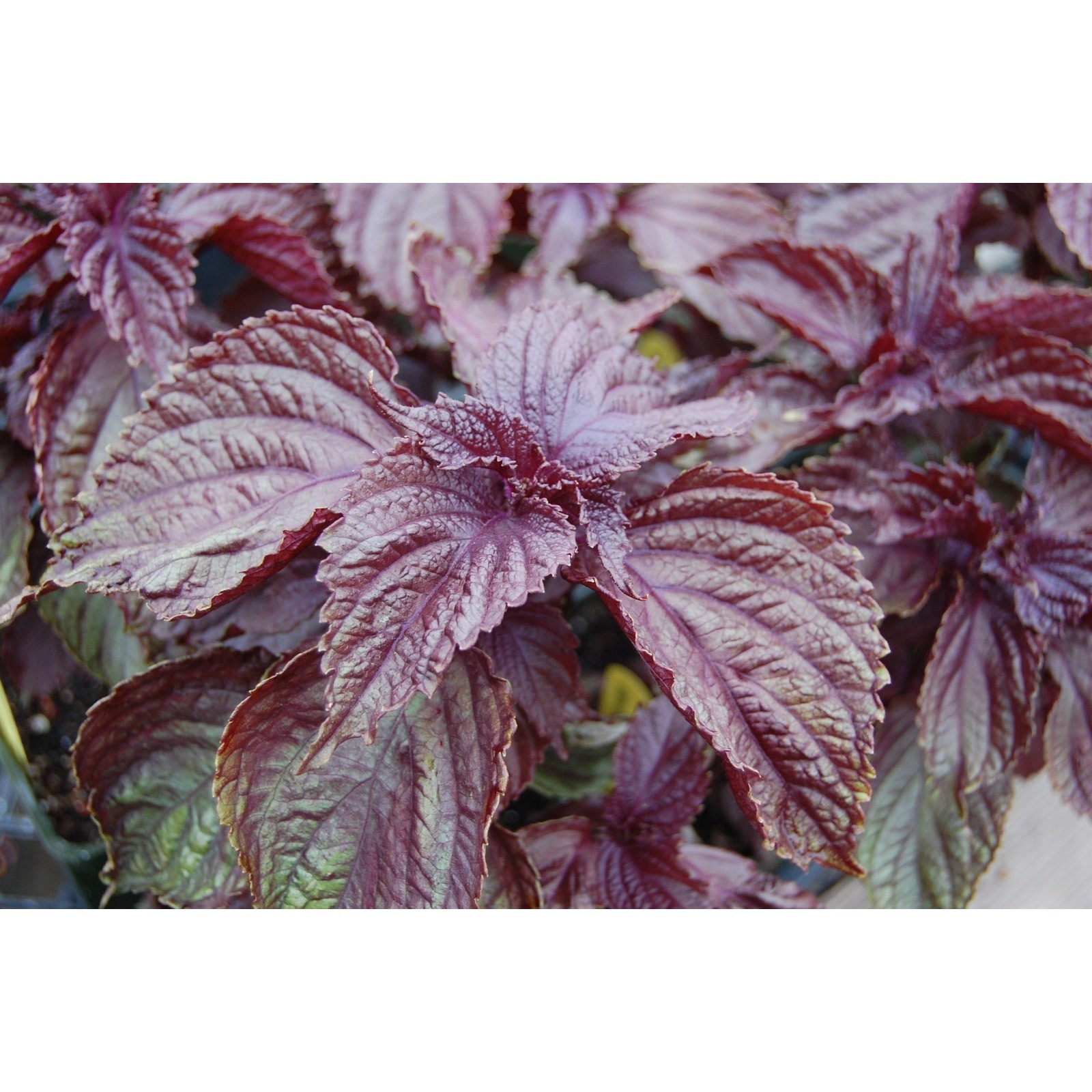 Purple Shiso Perilla Herb Organic Seeds Tia To – Heirloom, Non GMO – 100+ seeds
