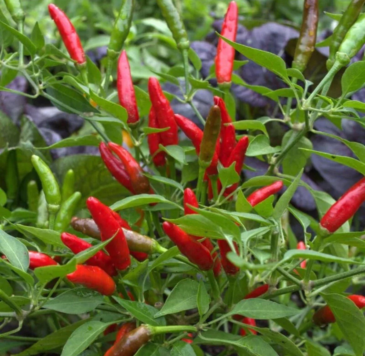 50+ SEEDS Bird’s Eye Chili Pepper SILING LABUYO NON GMO Buy2get1FREE!