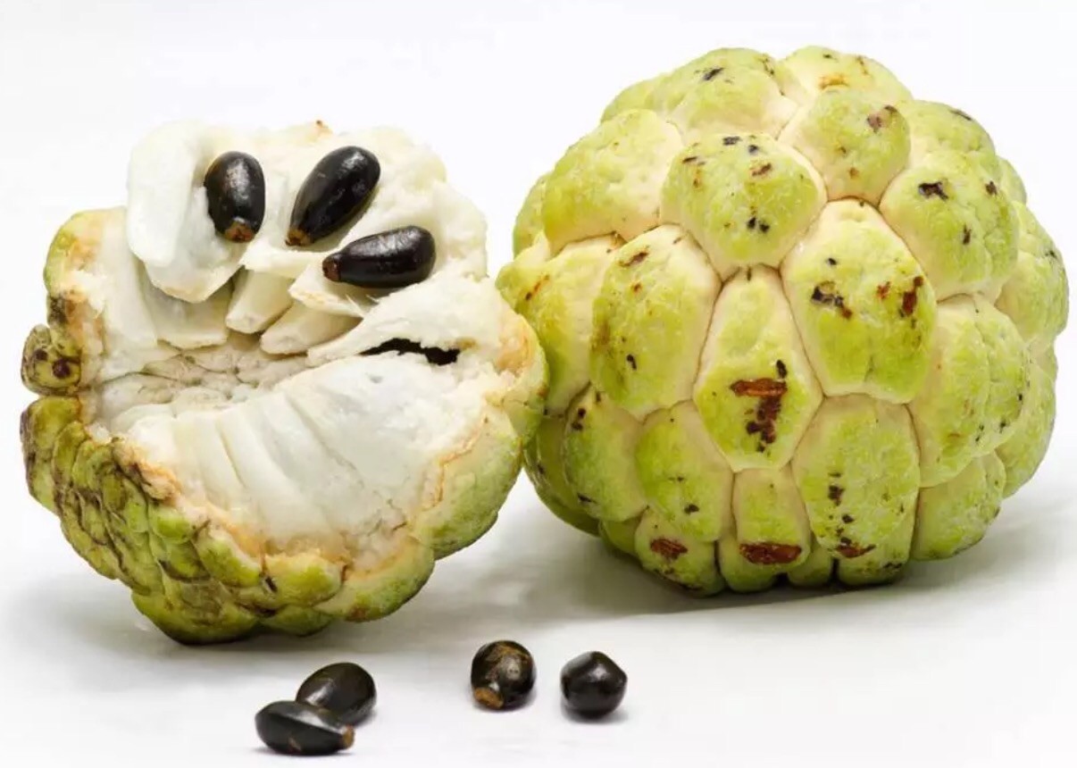 100 Healthy Sugar Apple Seeds Annona Squamosa Awesome Sweet Fruit