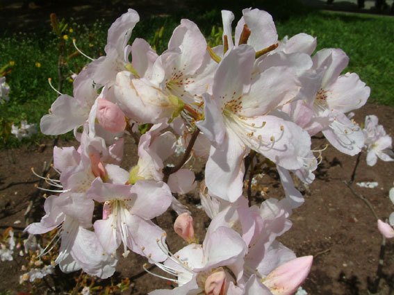 Royal Azalea, Rhododendron schlippenbachii, Seeds (Showy, Fragrant, Fall Color)