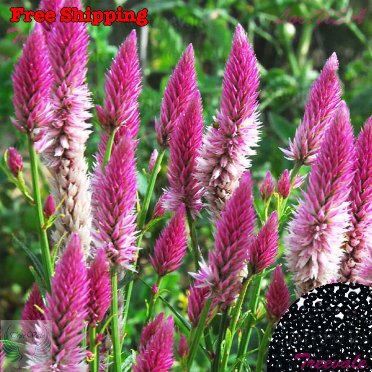 Celosia Spicata Seeds – Wheatstraw Celosia – Flamingo | Flower Seeds