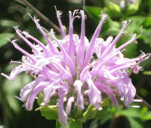 BERGAMOT WILD BEE BALM Monarda Fistulosa – 5,000 Bulk Seeds