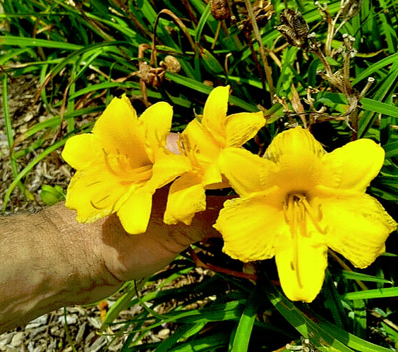 40 GOLDEN DEEP YELLOW STELLA DE ORO DAYLILY SEEDS-~Constant Re-Blooming Flowers!