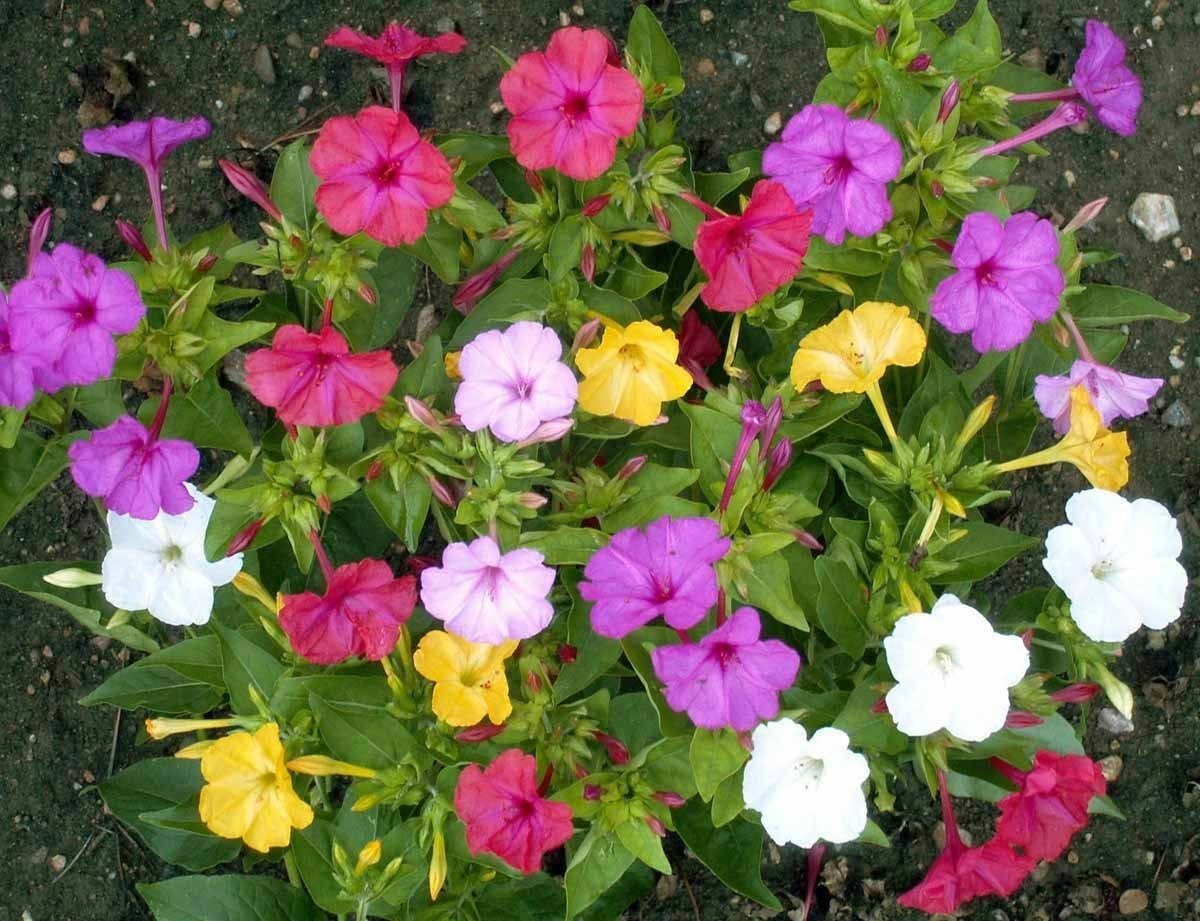 Four O’clock Seeds / Flower / Multicolor