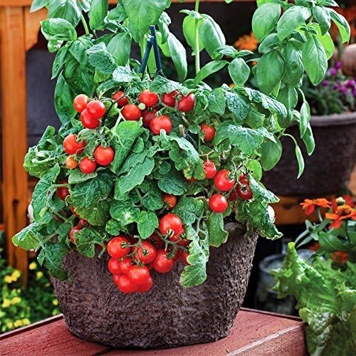 Heirloom Dwarf Red Robin Tomato Seeds – 30 Count, Easy to Grow in Containers