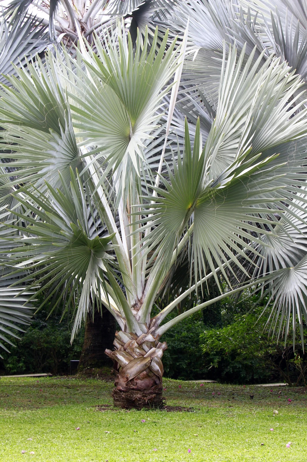 10 Silver Bismarck Palm Seeds Bismarckia nobilis Blue Fan Palm