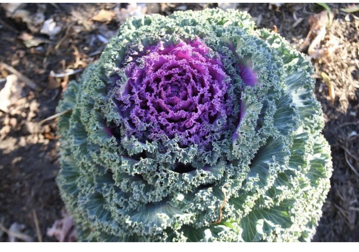0.1gr Seeds Flowering Kale Ornamental Cabbage Large-Leaved Mix Bap Cai Nhieu Mau