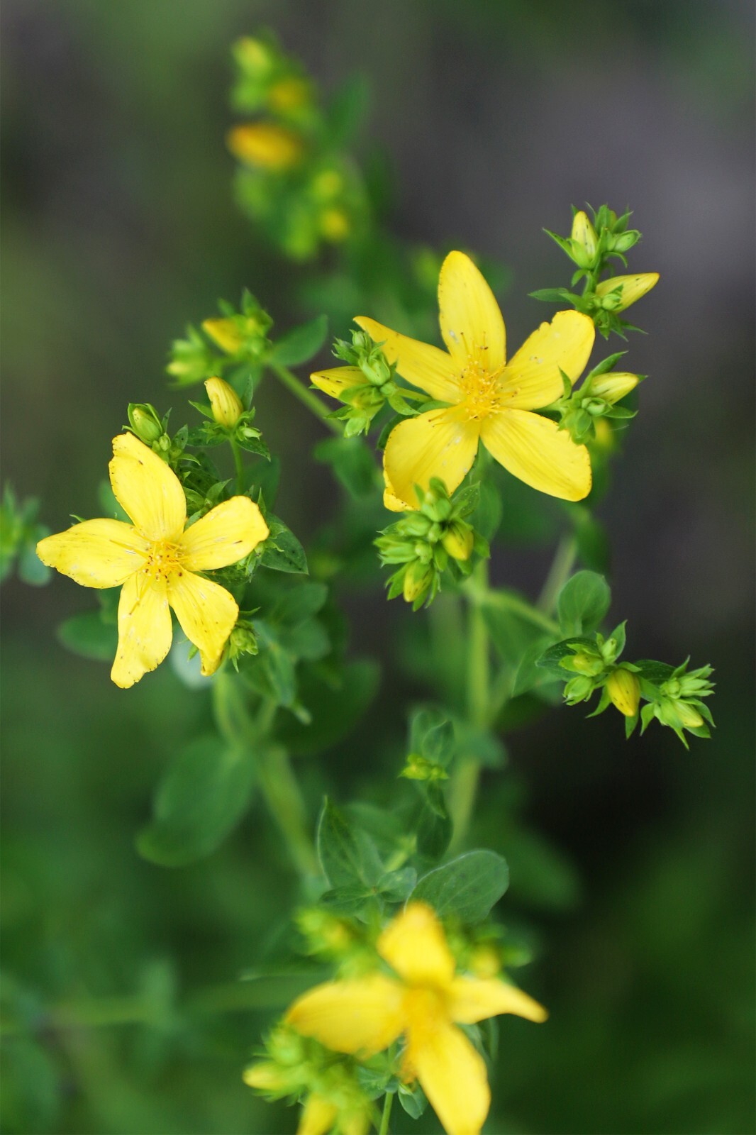 St. Johns Wort Seeds – Hypericum perforatum Seeds – Multiple Quantities