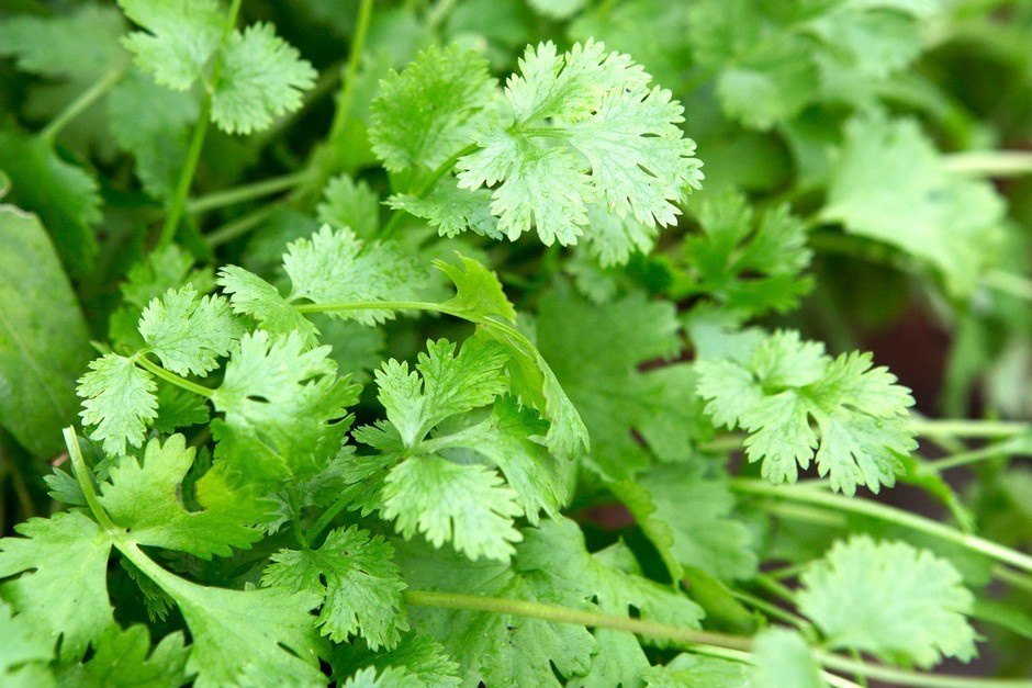 Seeds, Puerto Rico, Ají Dulce, Ají Picante, Cilantro, Recao, Pimiento Morrón