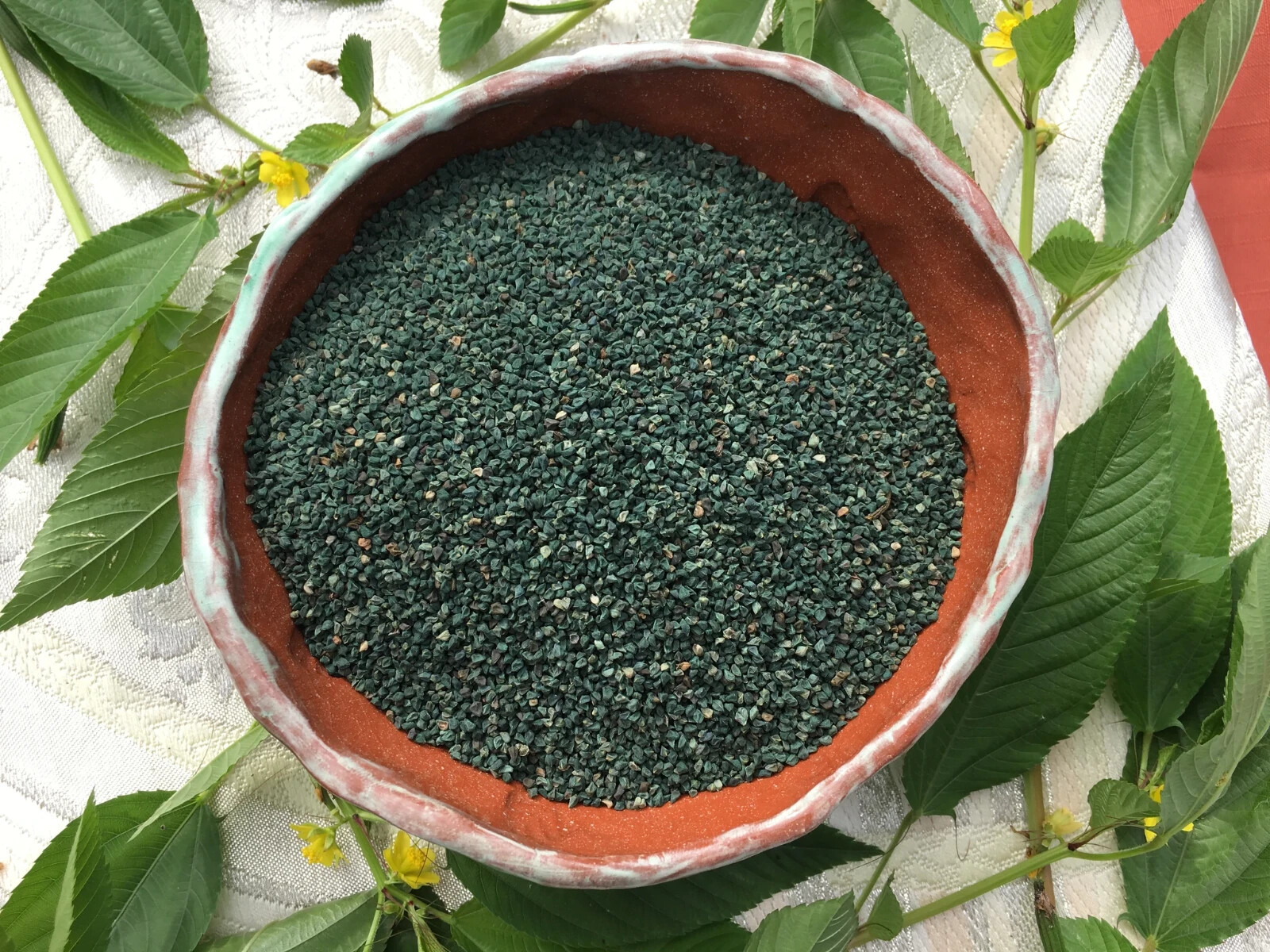 1000+ Molokhia – Egyptian Spinach Seeds,Rau Day,Saluyot Heirloom, Non-GMO
