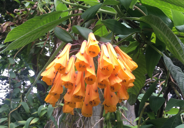 Bomarea sp. Orange | Orange Bomarea | 10 Seeds