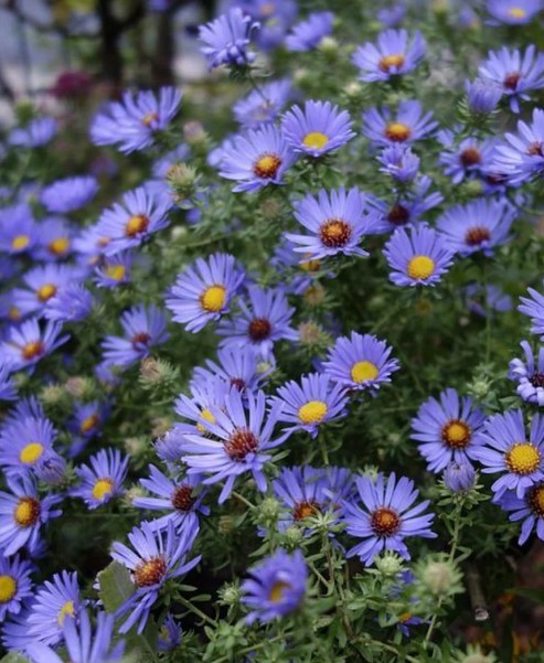 Aromatic Aster ‘October Skies’ (Symphyotrichum oblongifolium) 50 Seeds