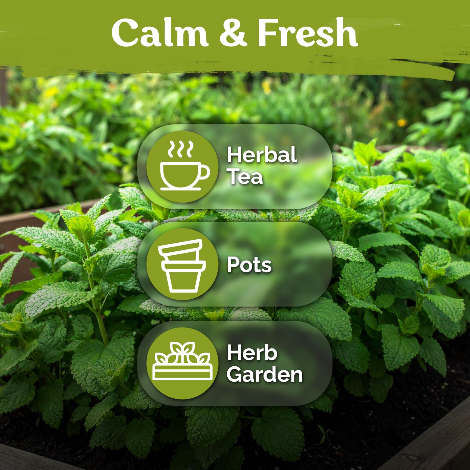 KVITER 700 Lemon Balm Seeds for Planting (Melissa Officinalis)