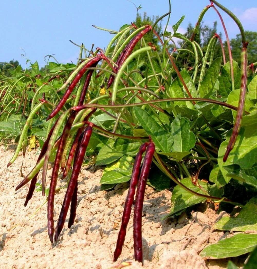 Pink Eye Purple Hull Cowpea Seeds (25) / HEAT TOLERANT / FLORIDA GROWN / ORGANIC