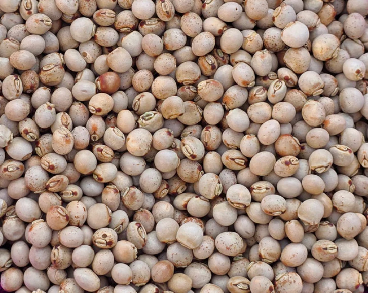 100 Gandules Seeds Combo, 25 Dwarf Lazaro, 75 commercial pigeon peas Puerto Rico