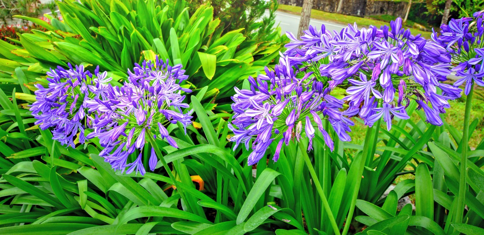 blue Lily of the Nile 100 seeds. Agapanthus. EZ to grow, hardy too zone 7. USA.