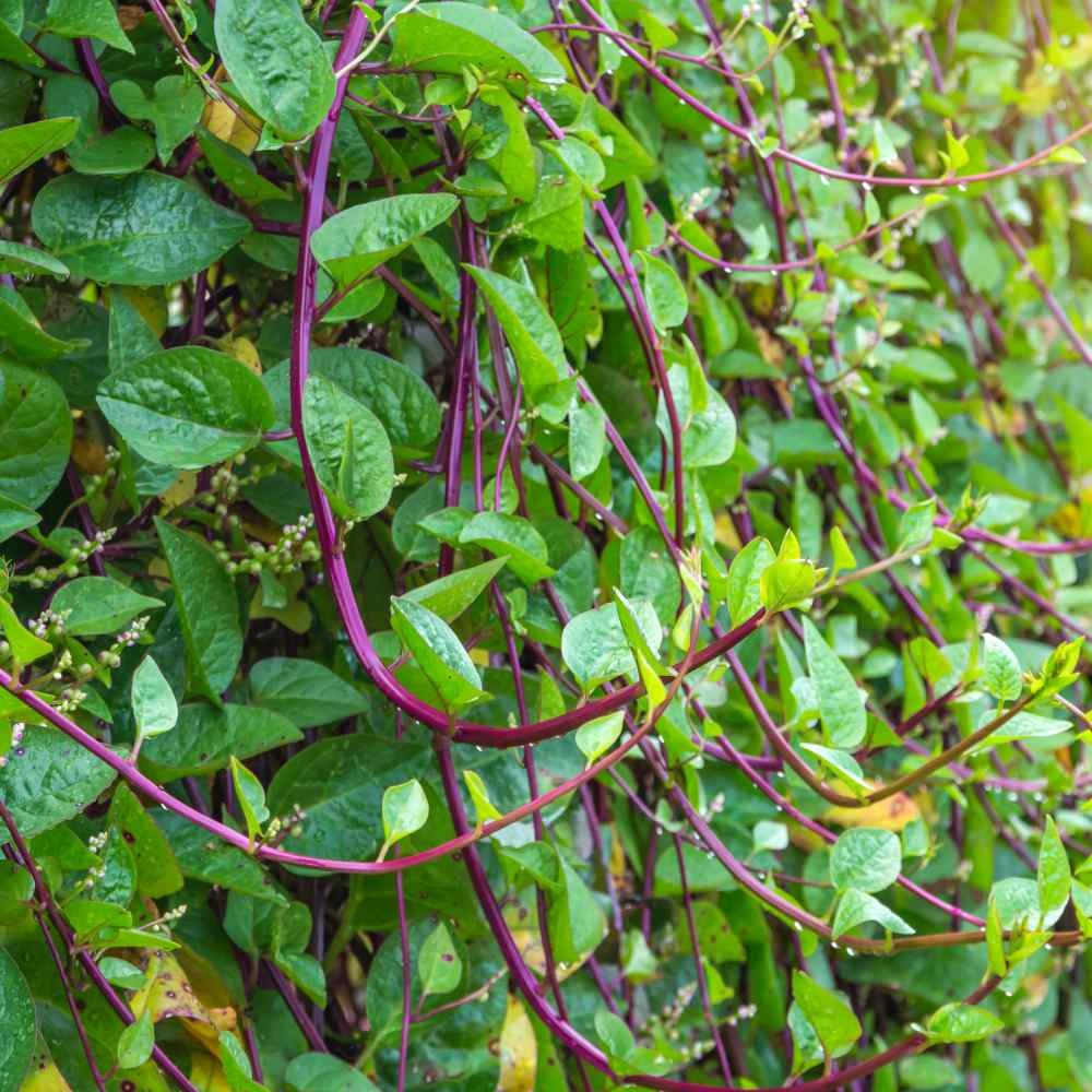 200 Seeds Malabar Spinach Seeds For Planting – Climbing Spinach Vegetable Seed