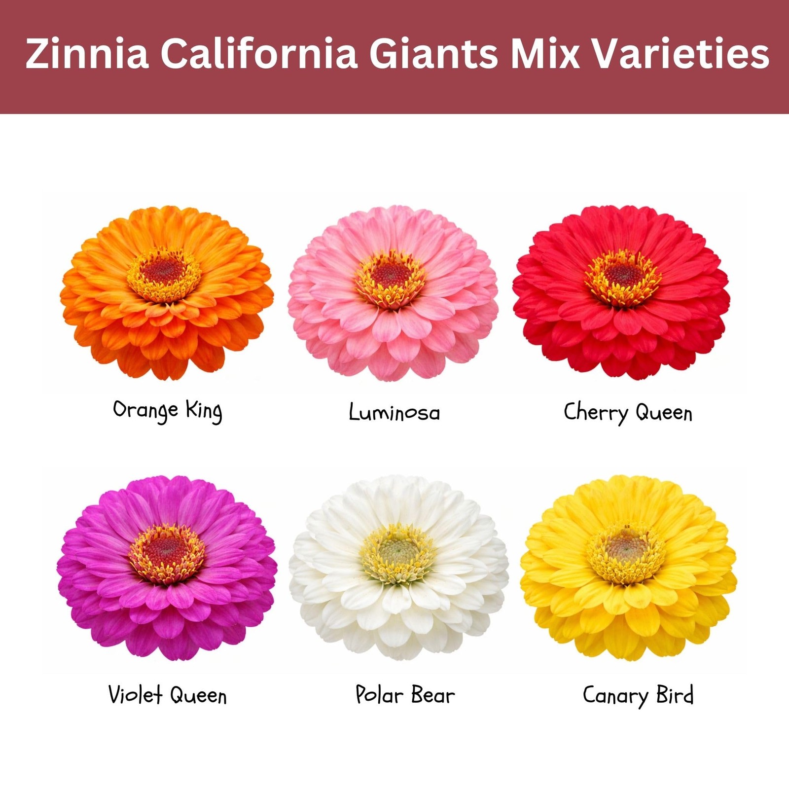 Zinnia Seeds – California Giants Mix – 4,000+ Seeds – 1 oz Bulk Extra Large R…