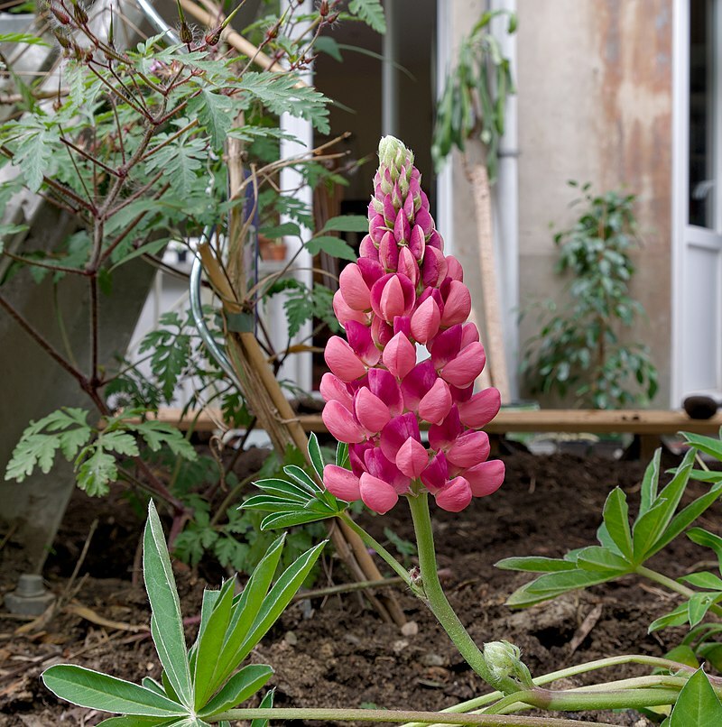 RUSSELL LUPINE MIX 50 SEEDS, MIX OF RED, PURPLE, BLUE/WHITE, PINK, AND MORE…