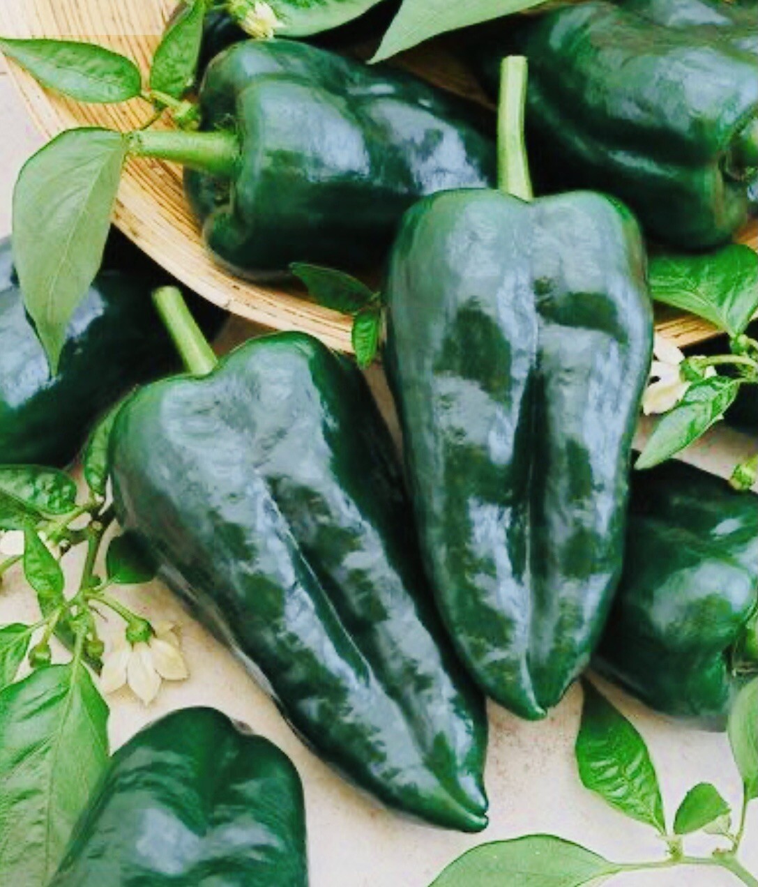 VARIETY PACK THAI CHILI PEPPER CHILE PEQUIN ANCHO PEPPER SEEDS FREE SHIPPING