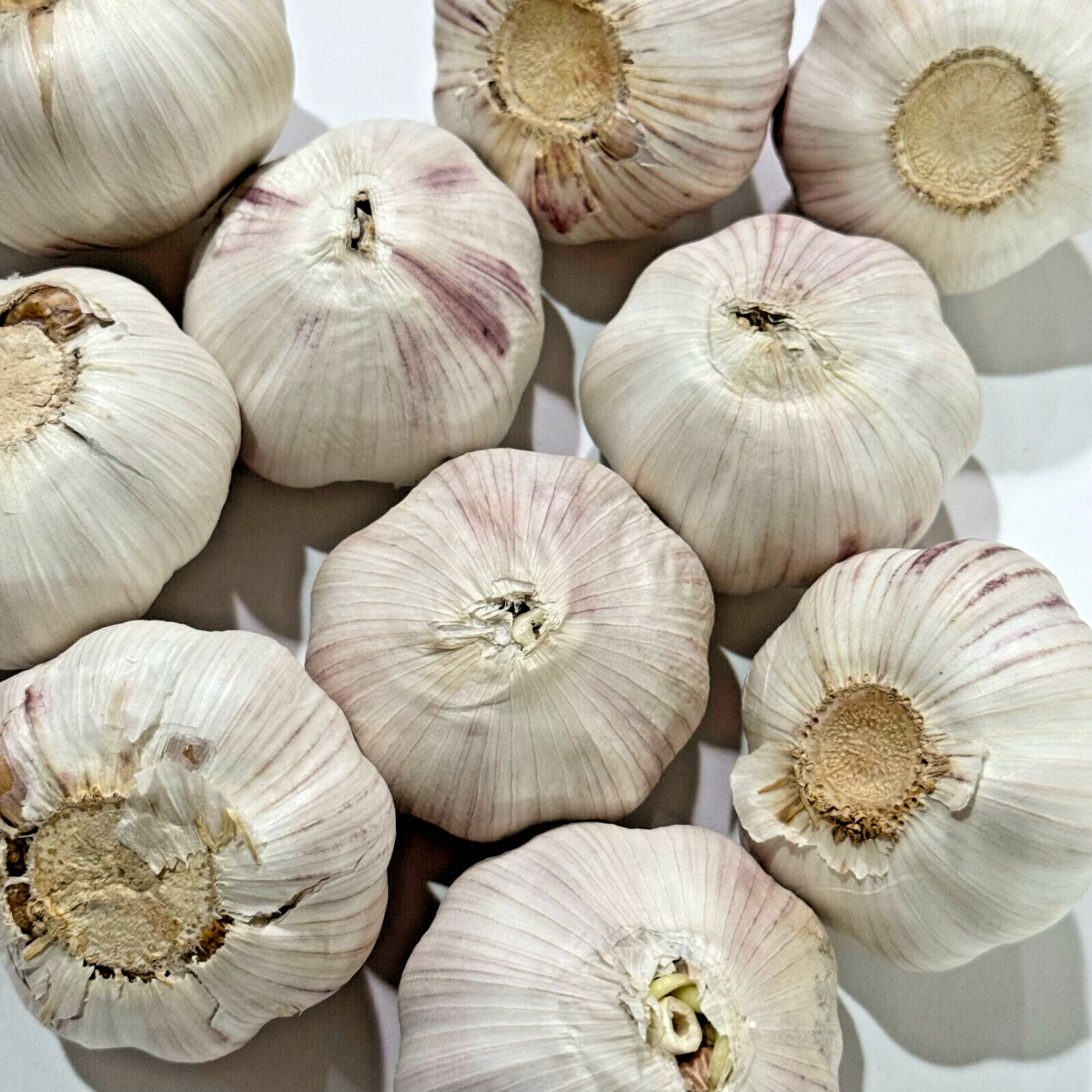 Heirloom Hardneck Music Seed GARLIC 1/2 – 10lbs Fresh Organic Bulbs – Plant/Cook