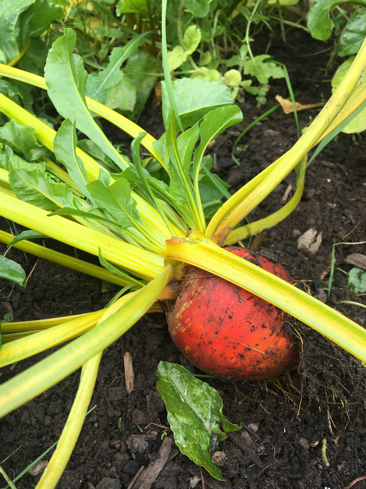 Golden Beet Seeds | Yellow Beets Heirloom Orange Beetroot Garden Root Seed 2024