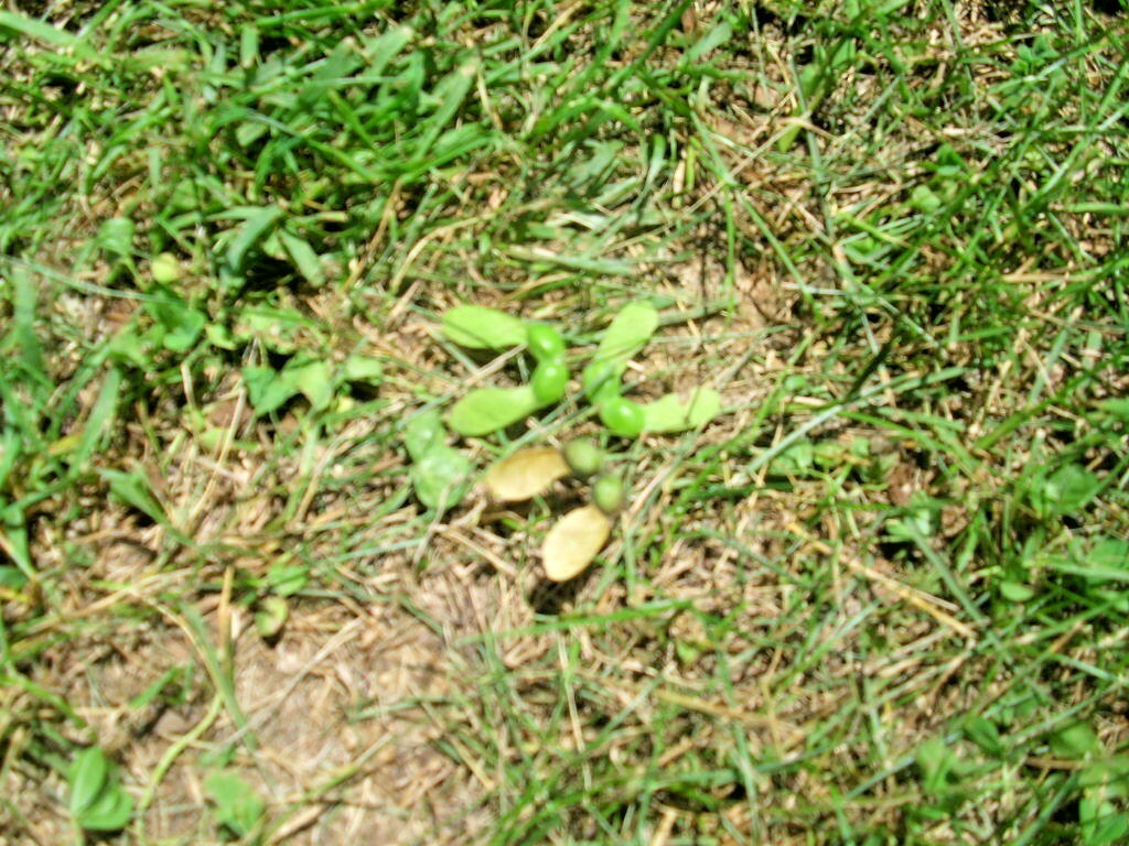 20 LEGACY SUGAR MAPLE SEEDS – Acer saccharum ” legacy “