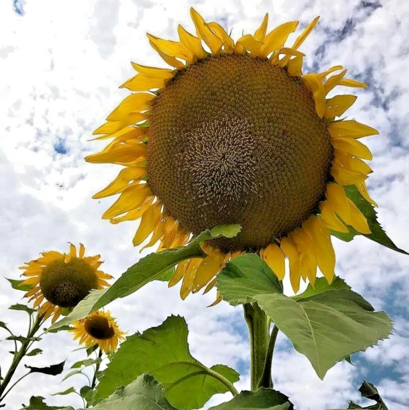 Mammoth Grey-Stripe Sunflower – Pack 25 Seeds – Annual Vibrant Blooms Flower