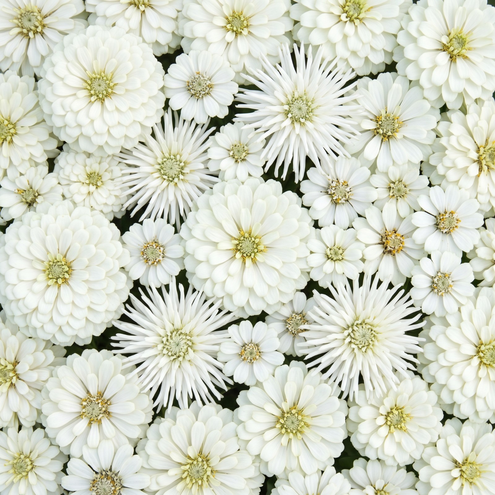 Zinnia MOONLIGHT GARDEN MIX White Wedding Cut Flower Garden Heirloom 150 Seeds
