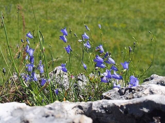 Campanula rotundifolia | Bluebell of Scotland | 100 Seeds