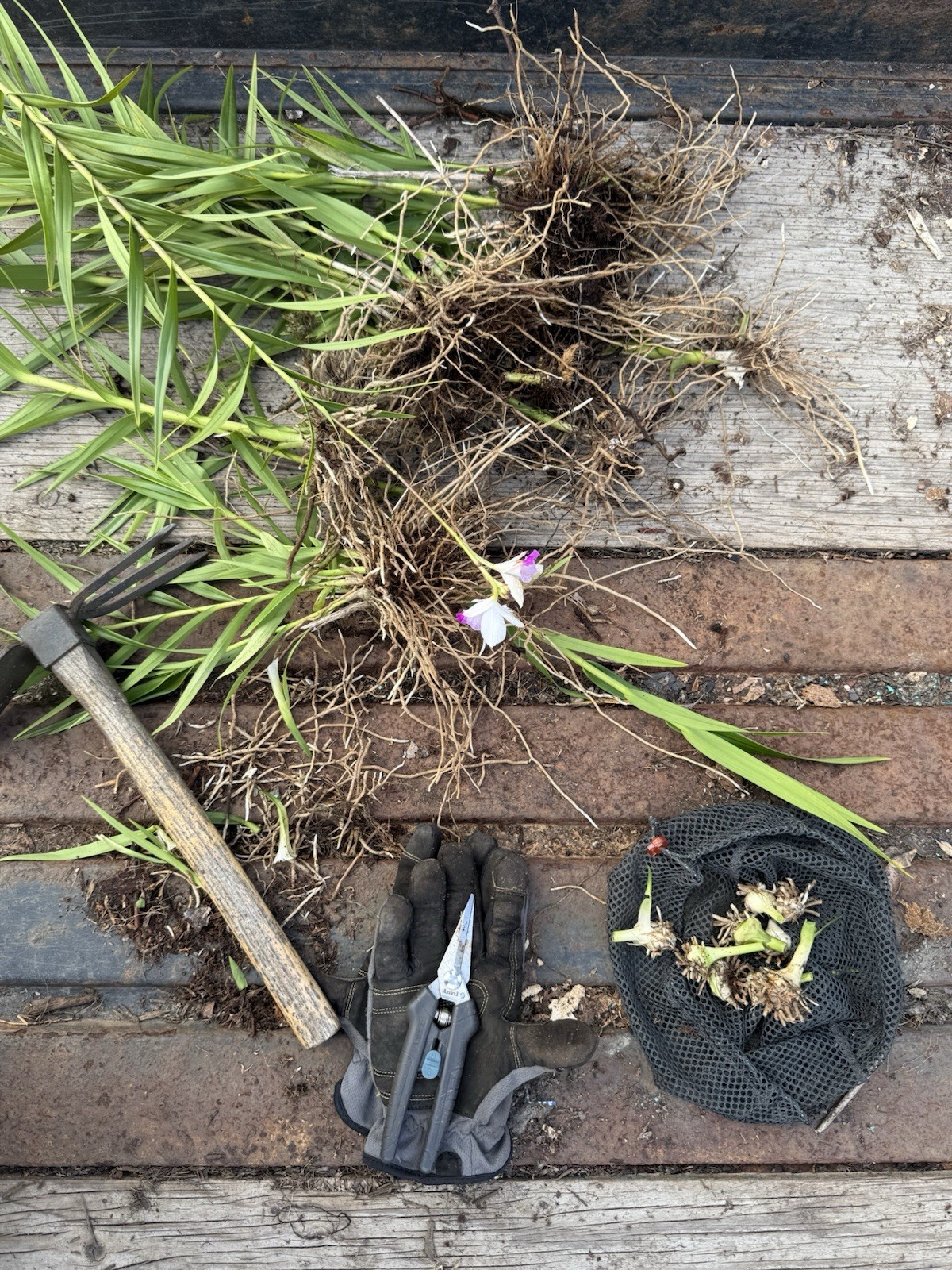 Bamboo Orchid Bulbs