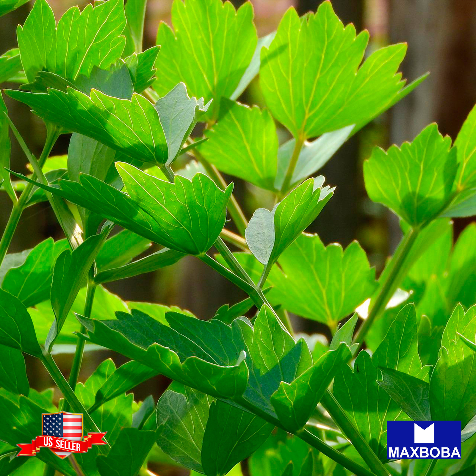 Fresh!! Levisiticum officinale Seeds Lovage Non-GMO Heirloom Garden