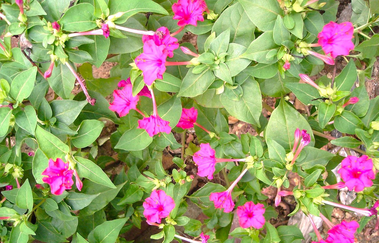 Pink Four O’ Clock Seeds | Mirabilis Rose Marvel Peru Magenta Flower Seed 2025